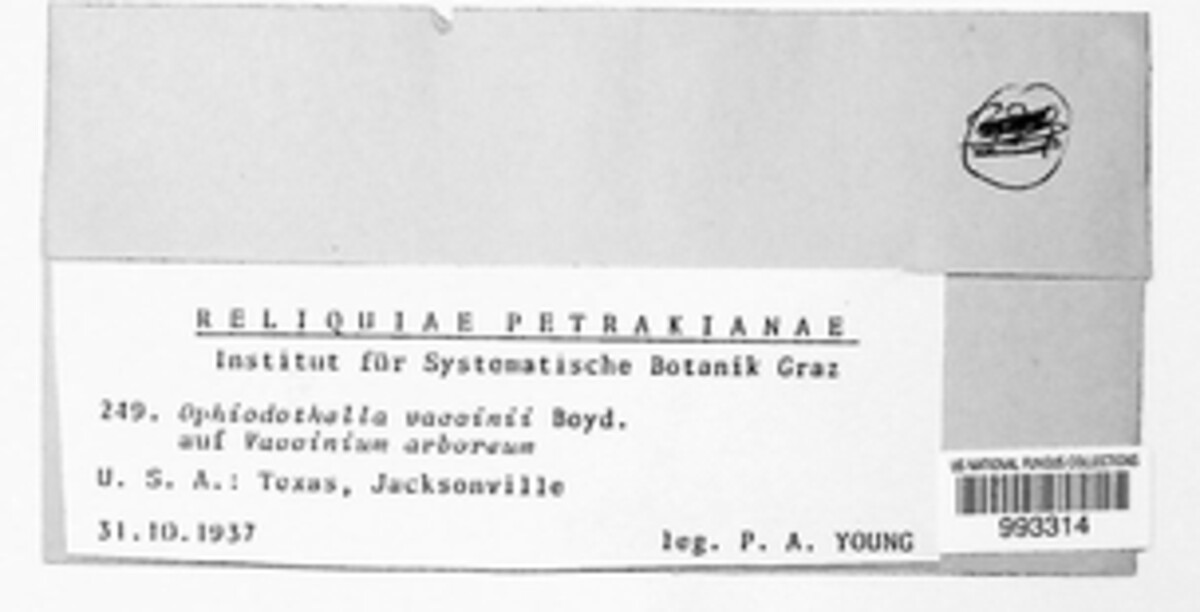Ophiodothella angustissima image